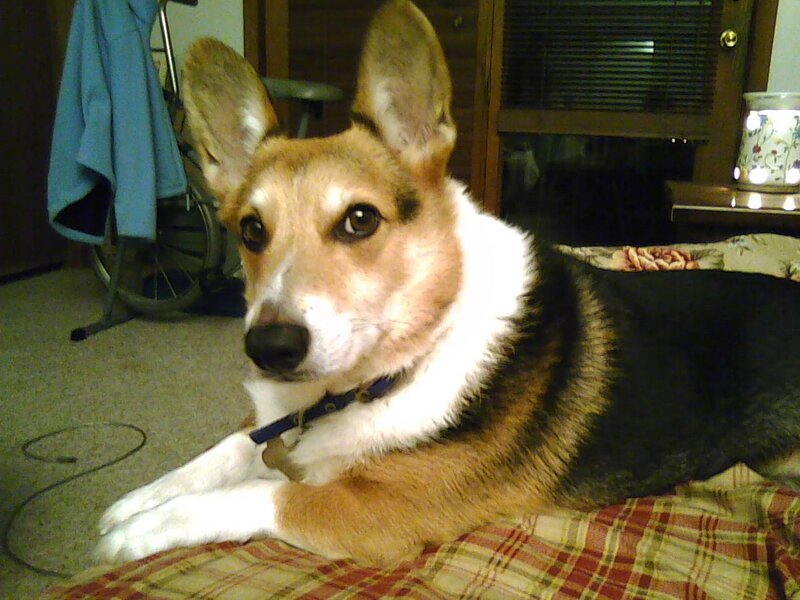 Corgi Dog Lying Down