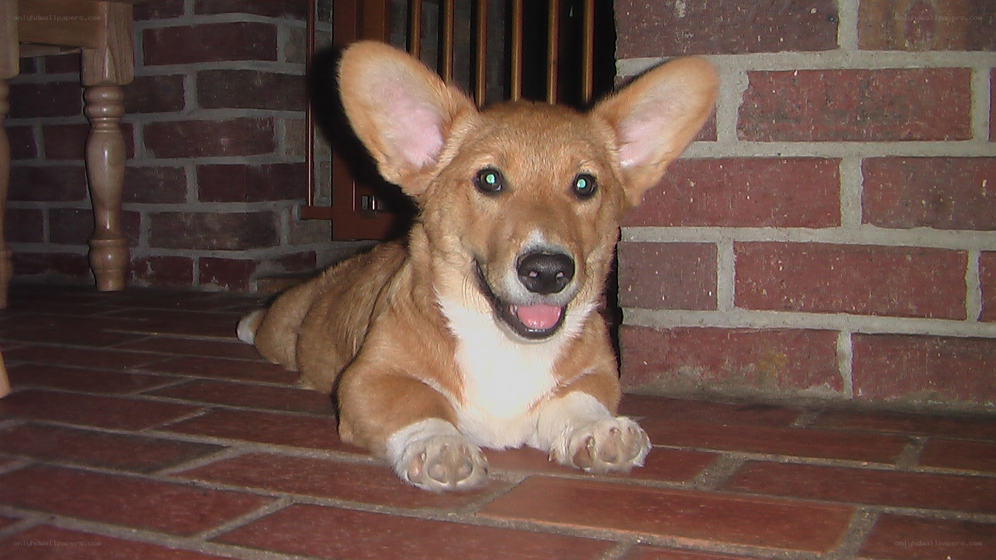 Corgi dog lying on brick floor