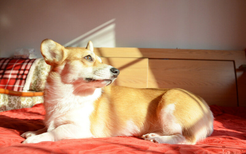 Corgi Dog on Bed