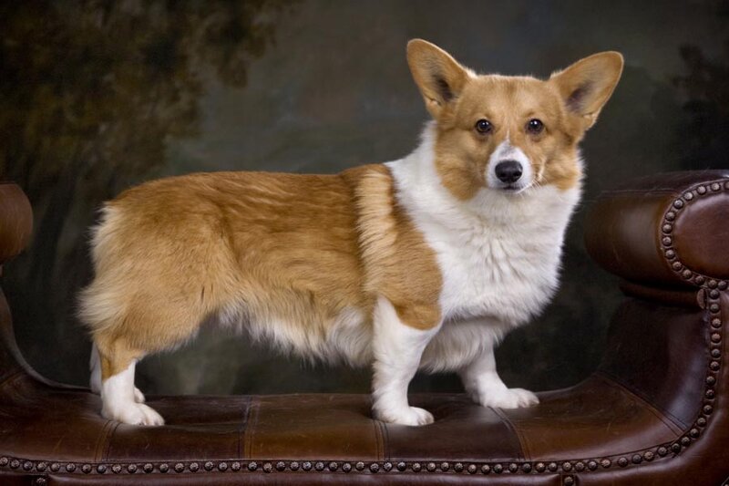 Corgi Dog on Bench