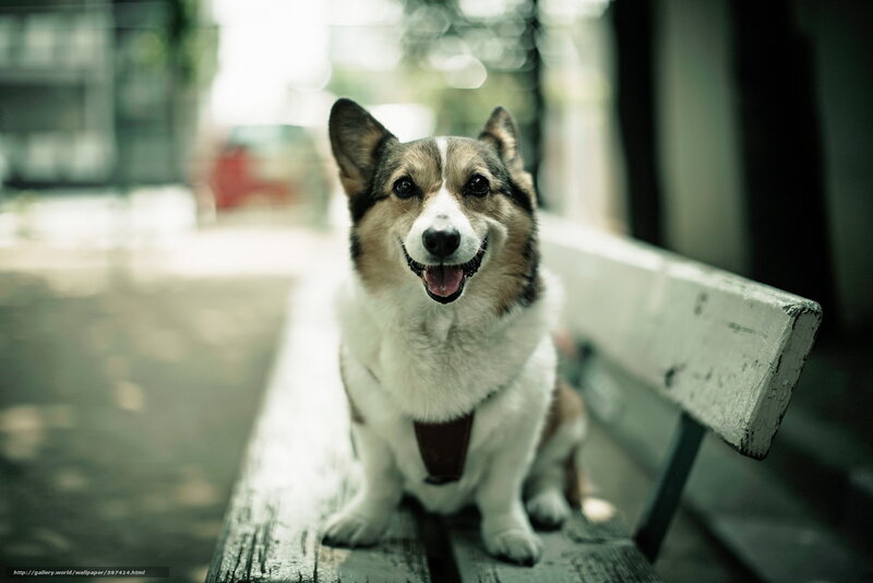 Corgi Dog on Bench — White, Calm