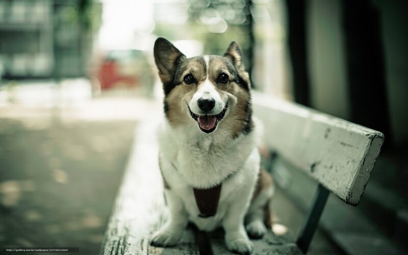 Corgi Dog on Bench — White
