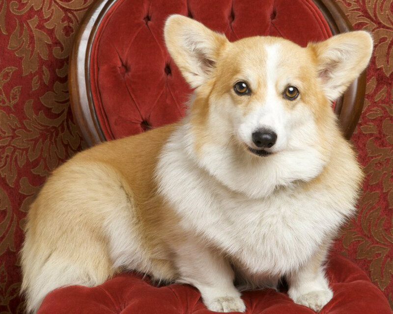 Corgi Dog on Chair