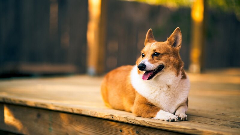 Corgi Dog on Deck — Brown