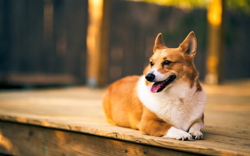 Corgi Dog on Deck