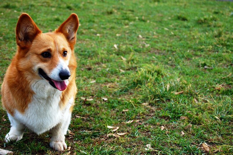 Corgi Dog on Grass