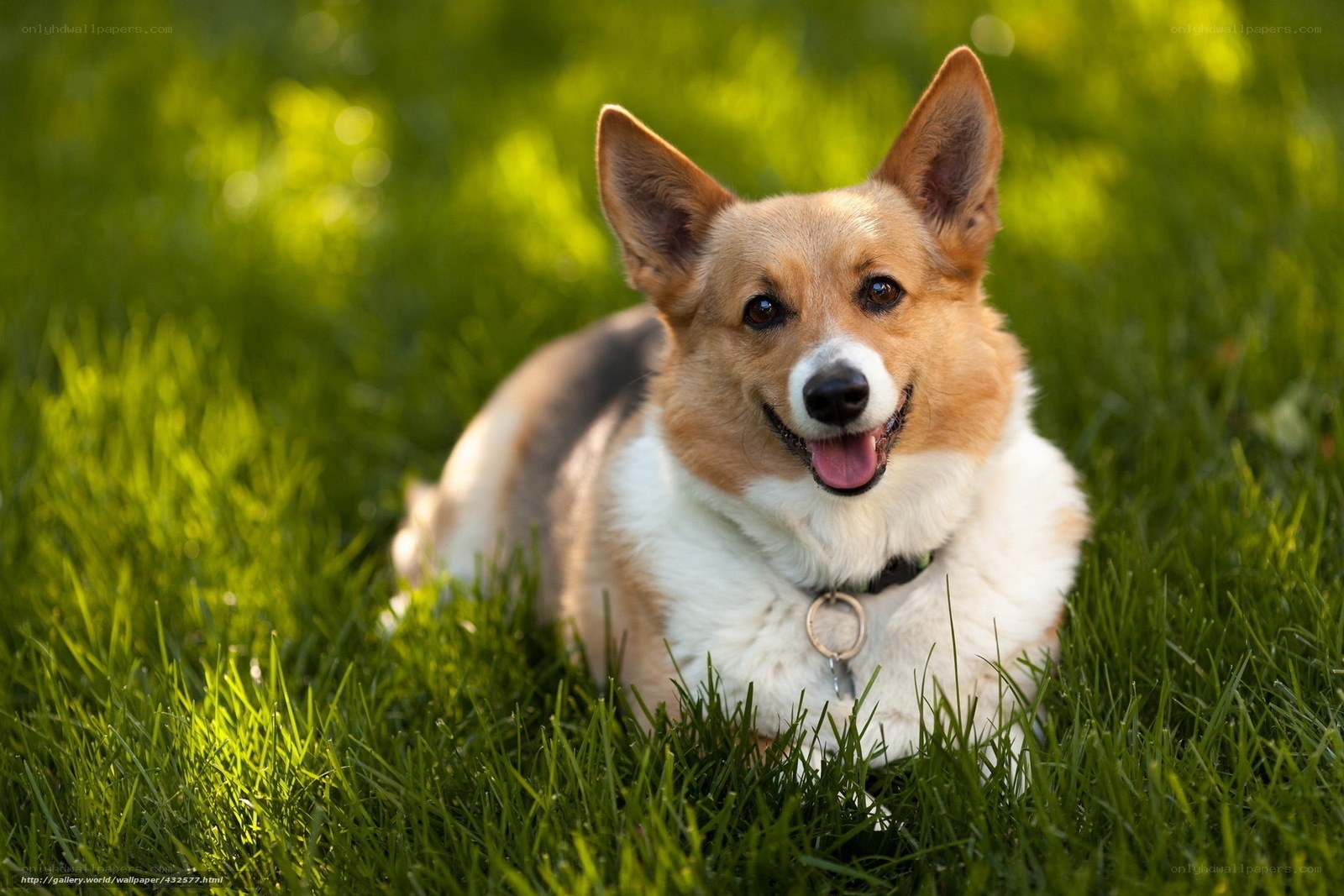 Corgi dog on green grass