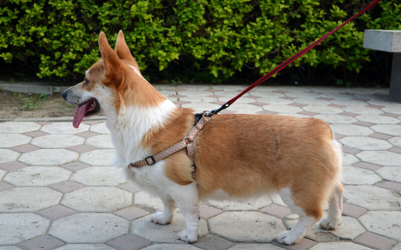 Corgi Dog on Leash — Brown