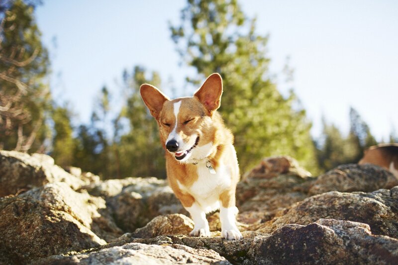 Corgi Dog on Rocks