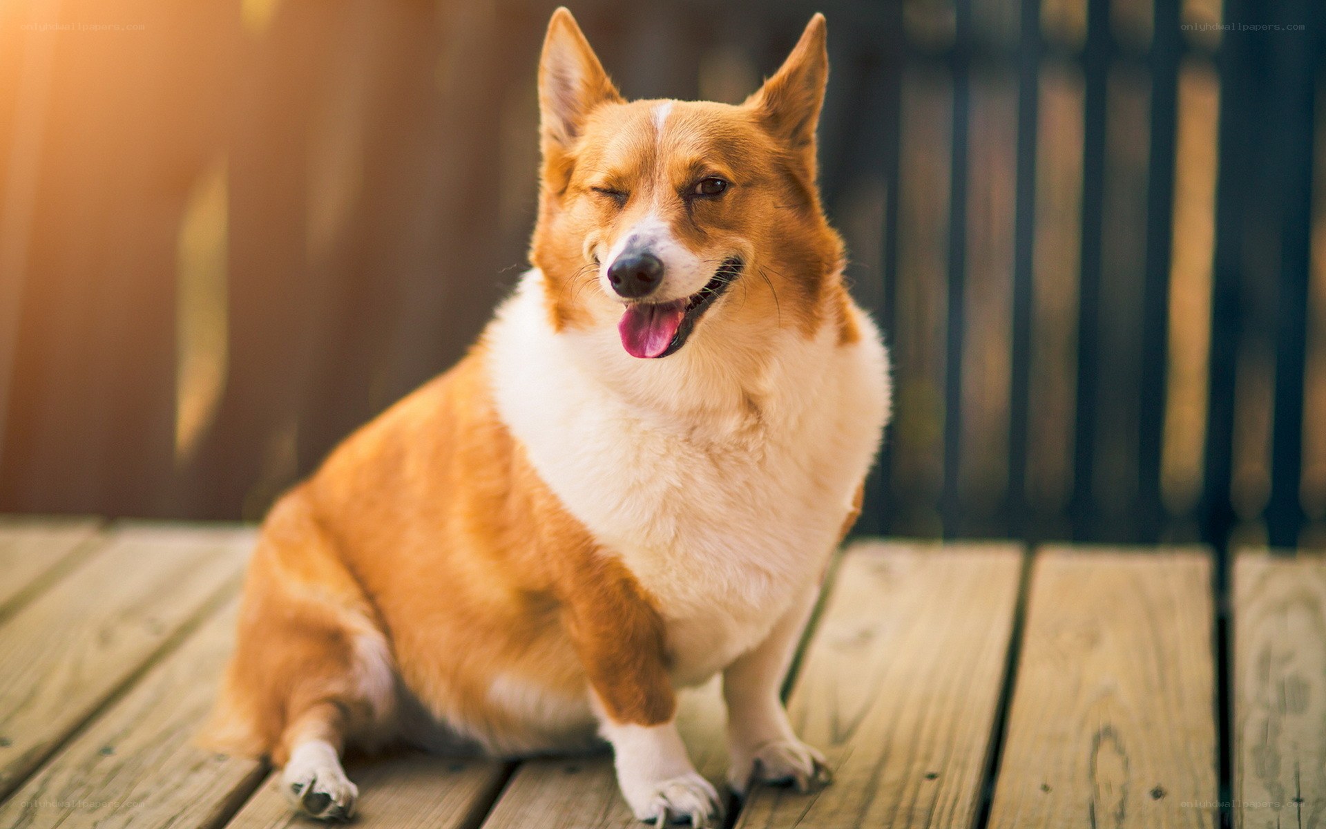 Corgi dog on wooden deck