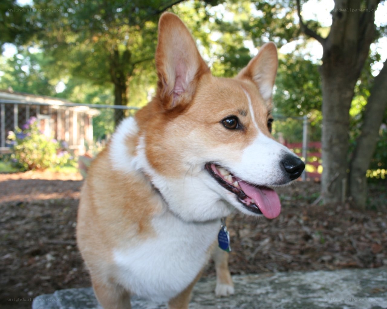 Corgi dog outdoors
