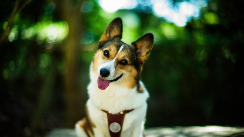 Corgi Dog Outdoors — Green, Calm, Afternoon