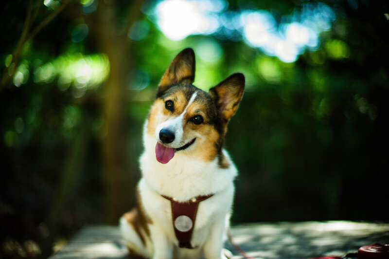 Corgi Dog Outdoors — Green, Calm