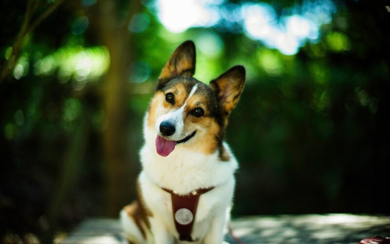 Corgi Dog Outdoors — Green