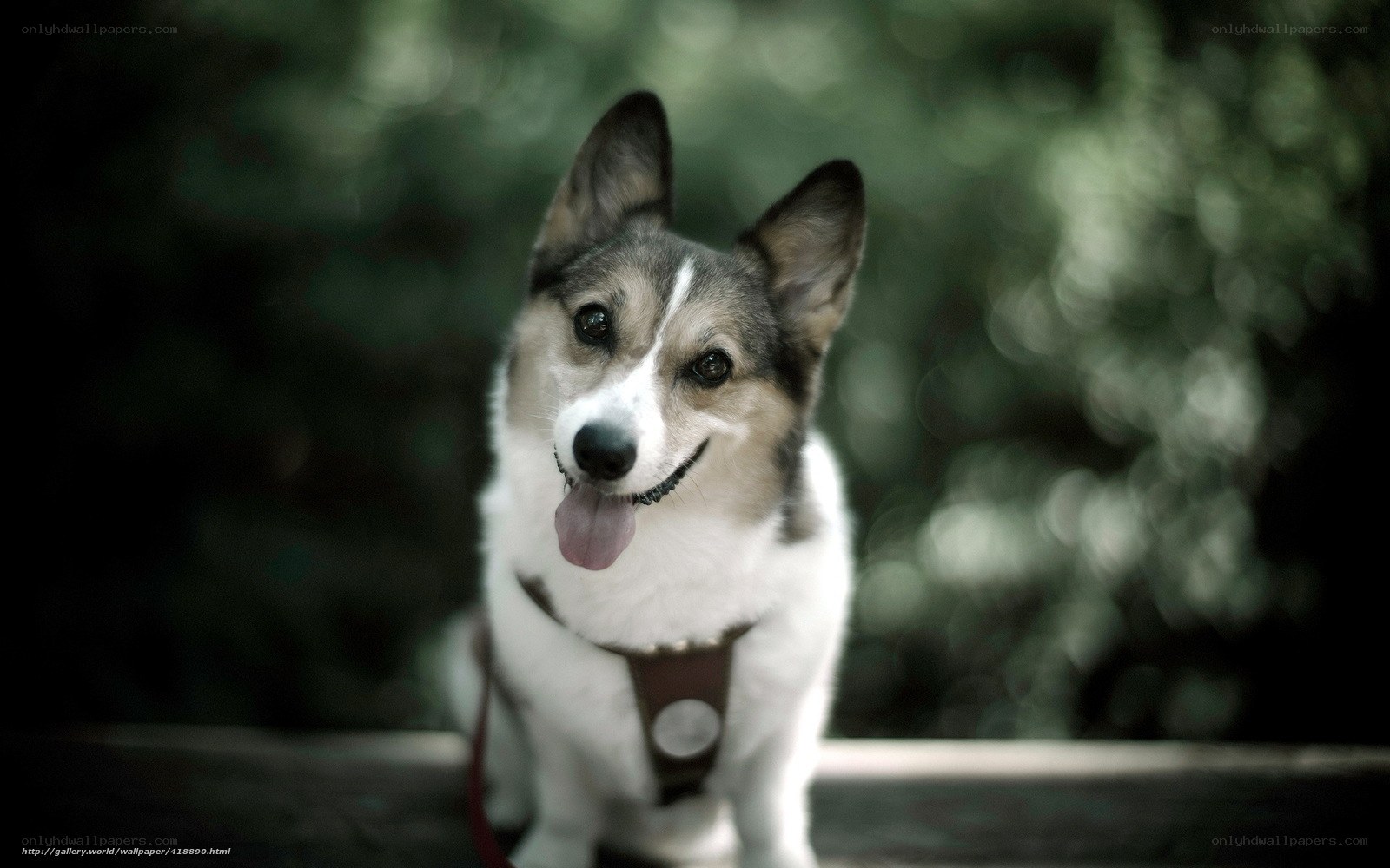 corgi dog outdoors