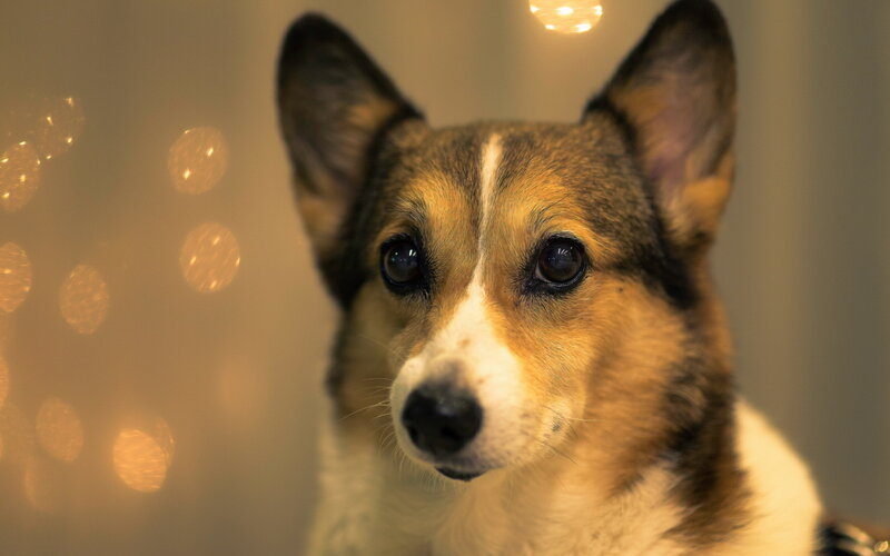 Corgi Dog Portrait