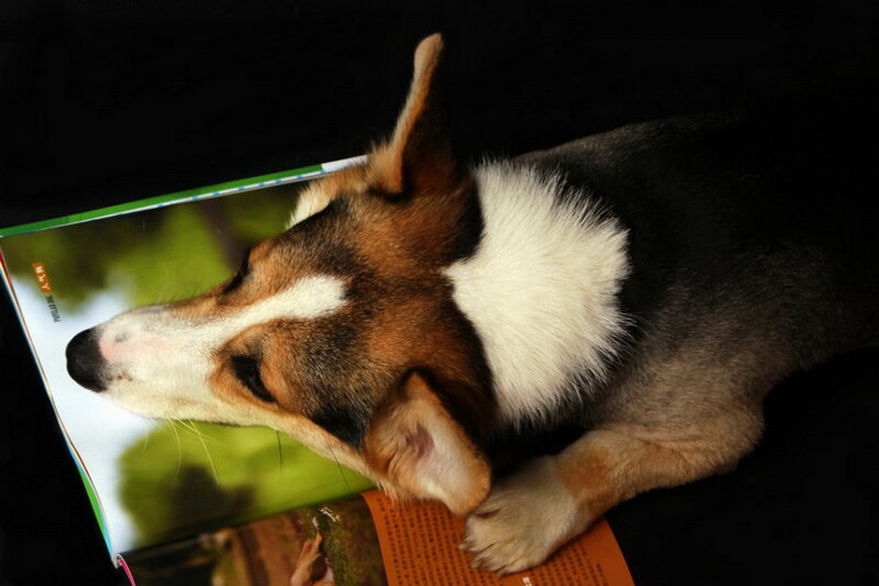 Corgi Dog Resting
