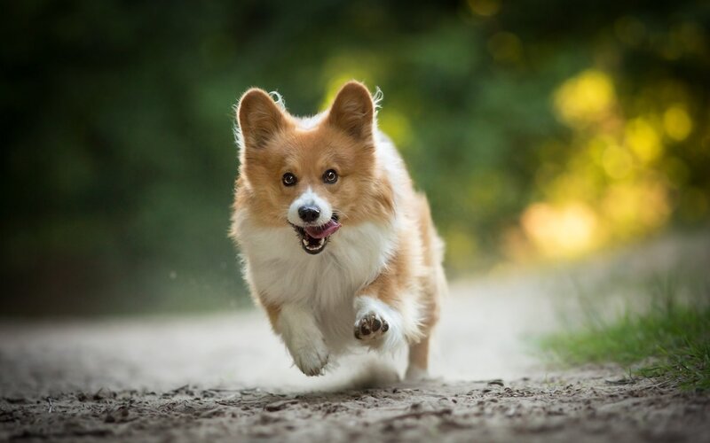 Corgi Dog Running — Brown, Active