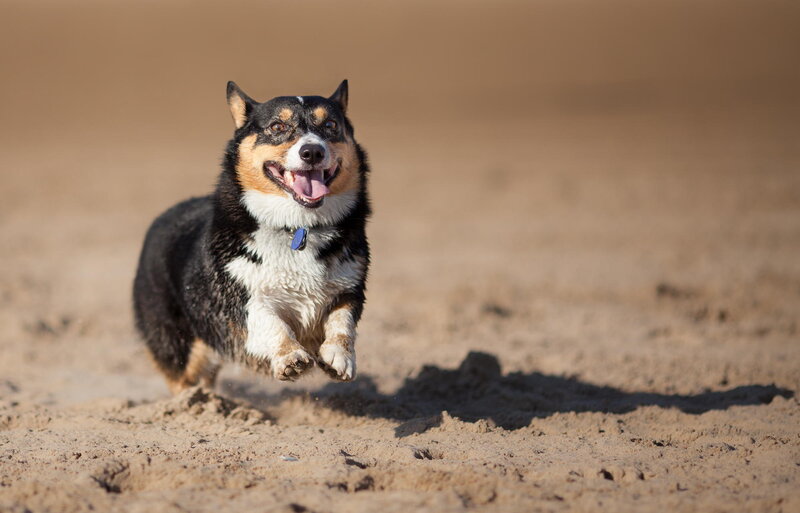 Corgi Dog Running — Brown