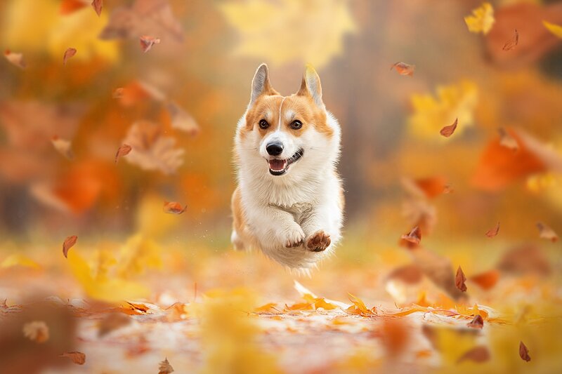 Corgi Dog Running — Orange