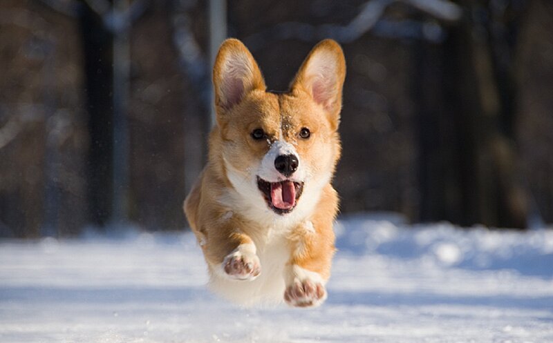 Corgi Dog Running