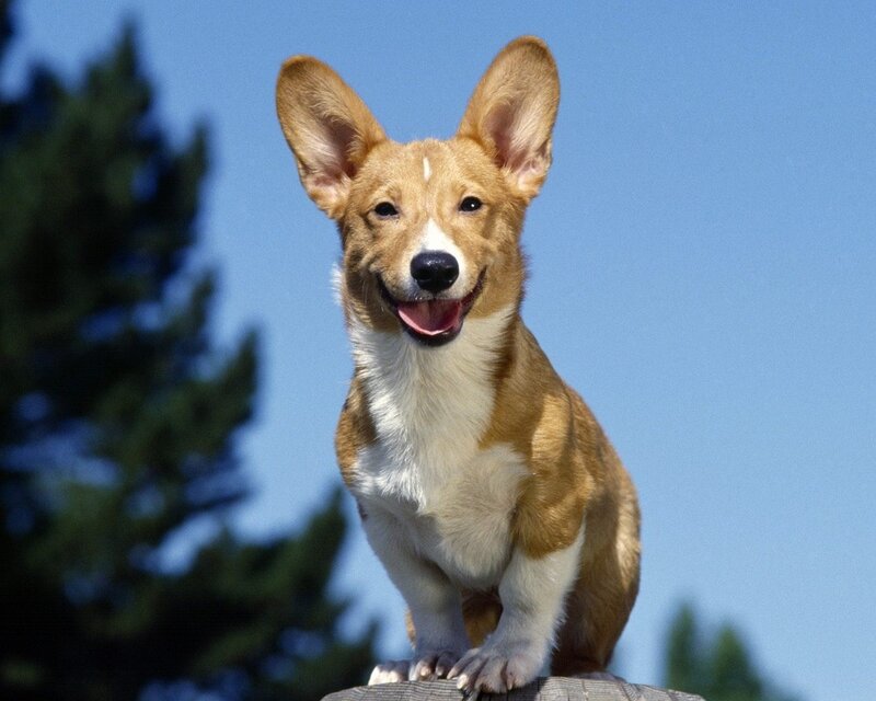 Corgi Dog Sitting — Blue, Cheerful