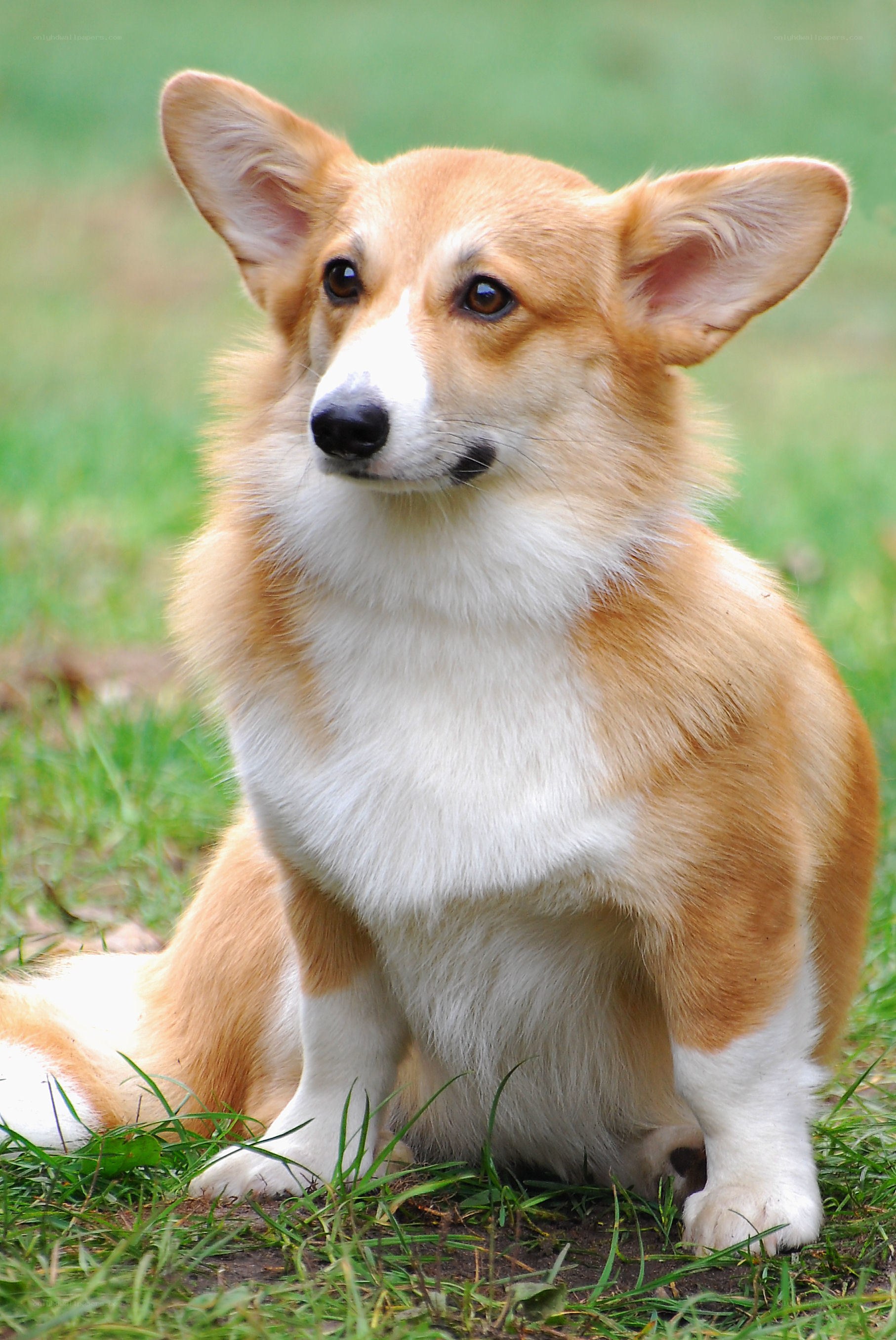 corgi dog sitting on grass