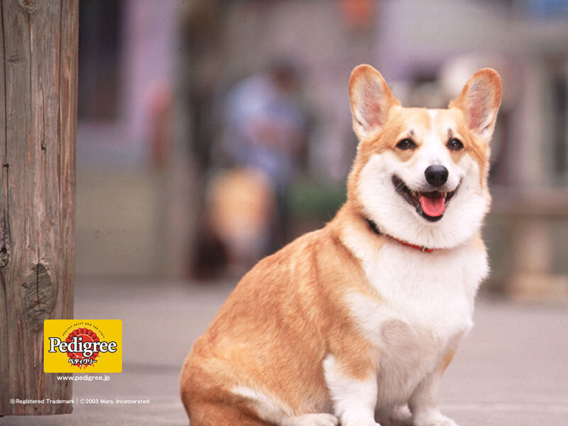 Corgi dog sitting outdoors