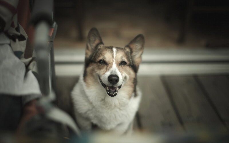 Corgi Dog Sitting