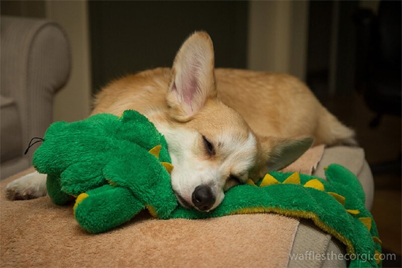Corgi Dog Sleeping