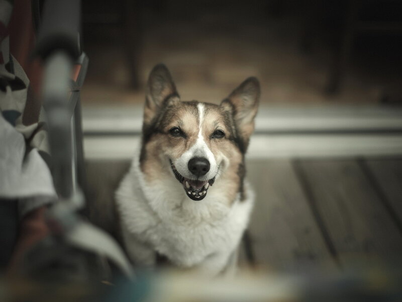 Corgi Dog Smiling