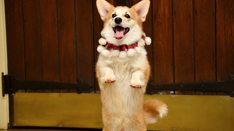 Corgi Dog Standing — Brown