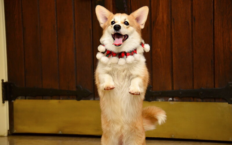 Corgi Dog Standing