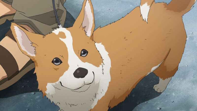 Corgi Dog