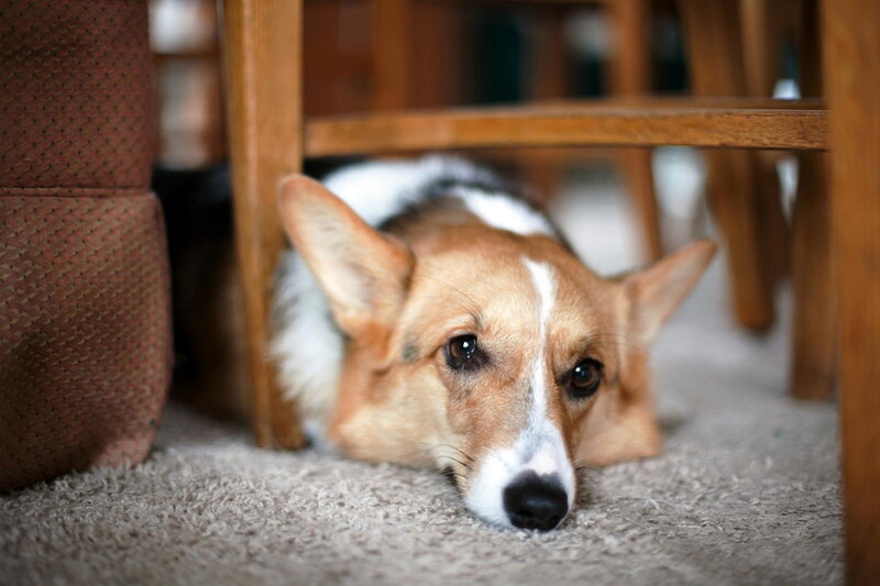 Corgi Dog under Table