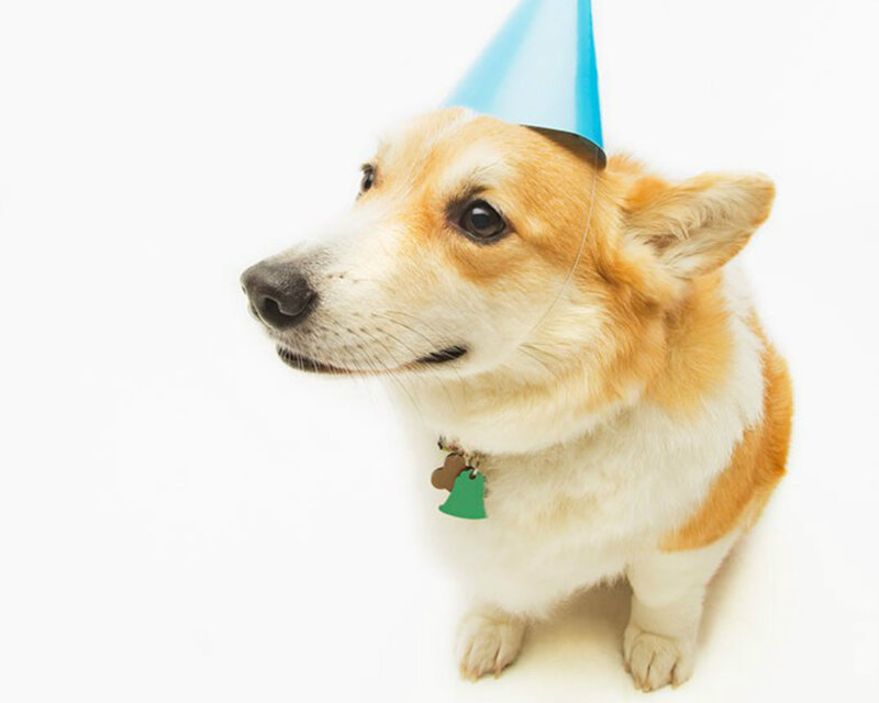 Corgi Dog Wearing Hat — White