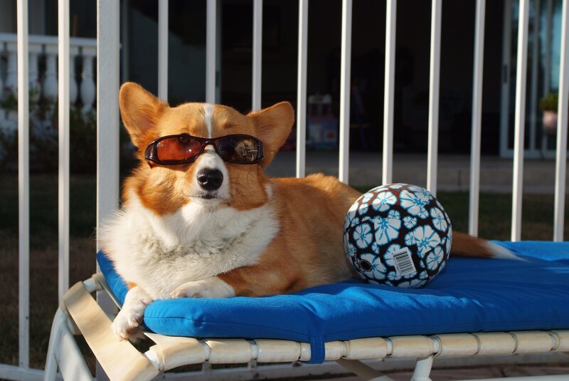 Corgi Dog Wearing Sunglasses