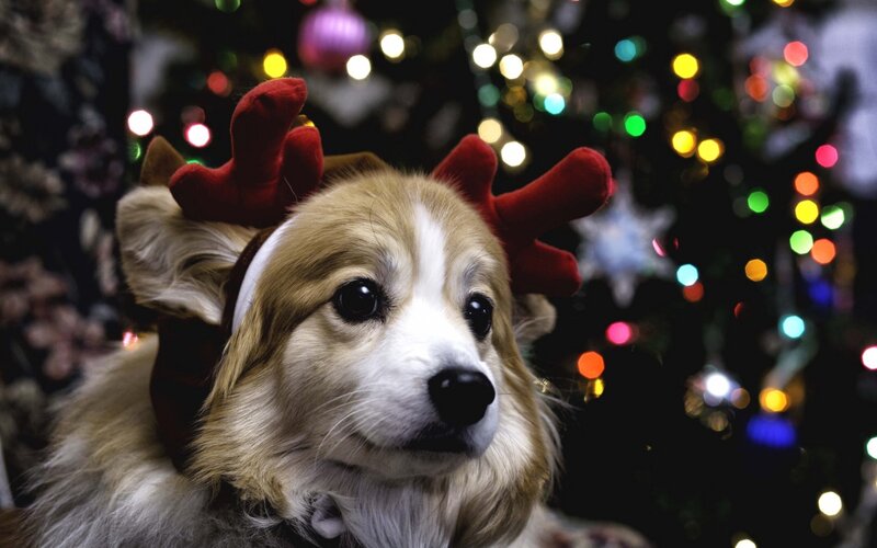 Corgi Dog with Antlers