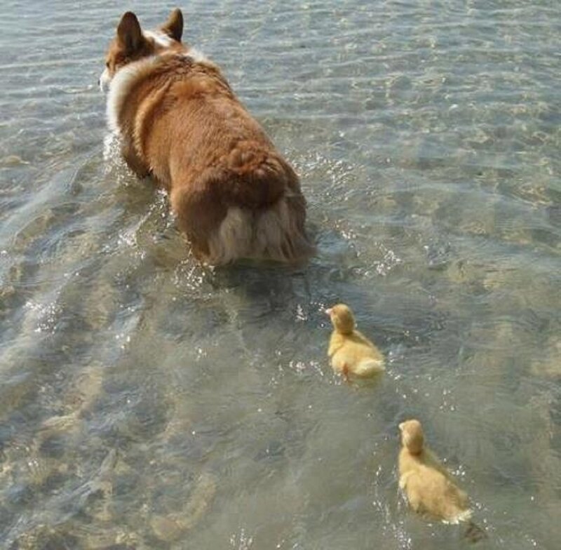 Corgi Dog with Ducklings