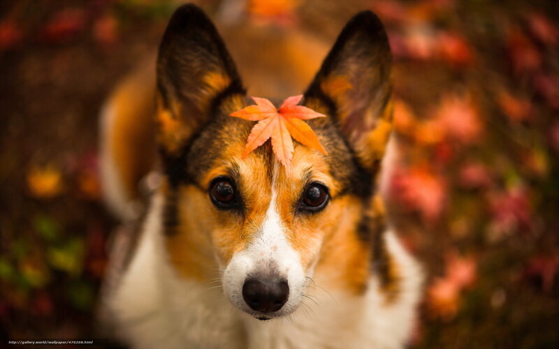 Corgi Dog with Leaf