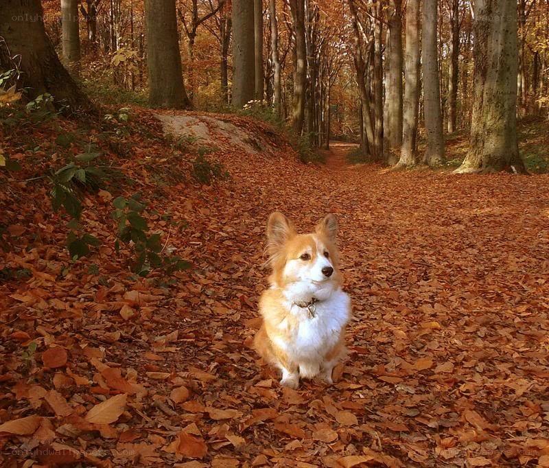 Corgi in autumn forest