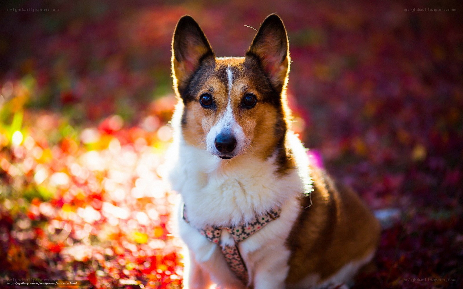 Corgi in autumn leaves