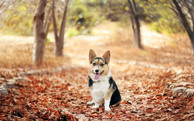 Corgi in autumn leaves