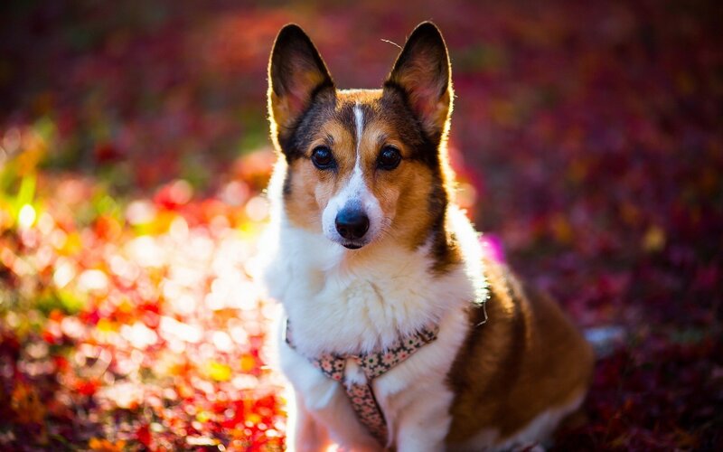 Corgi in autumn leaves