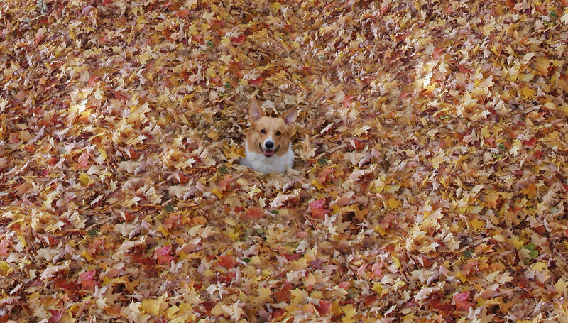 Corgi in Autumn Leaves — Yellow