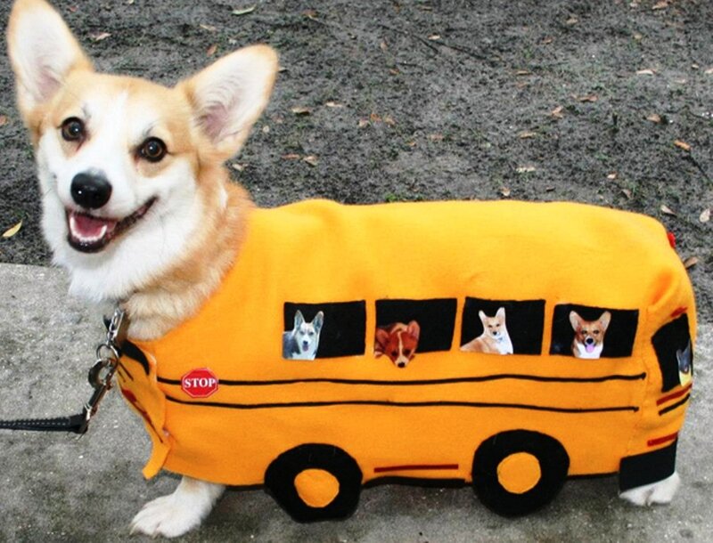 Corgi in Bus Costume