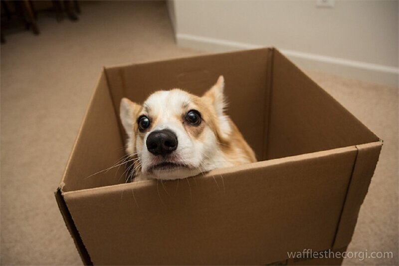 Corgi in Cardboard Box