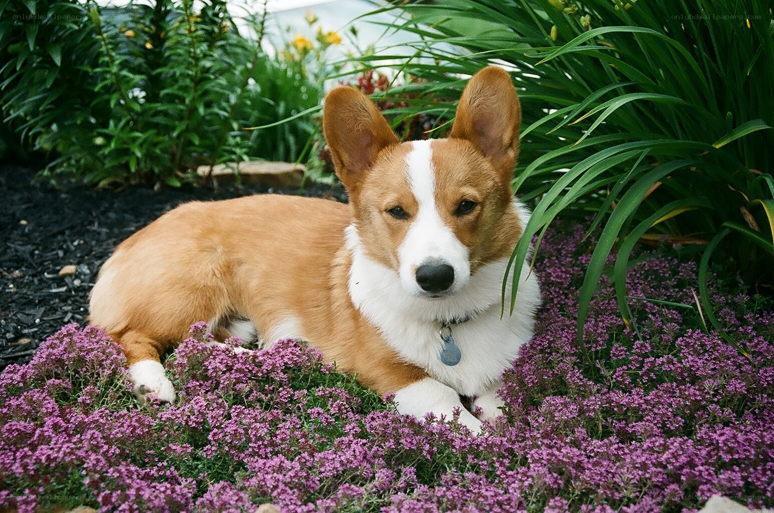 Corgi in purple flowers