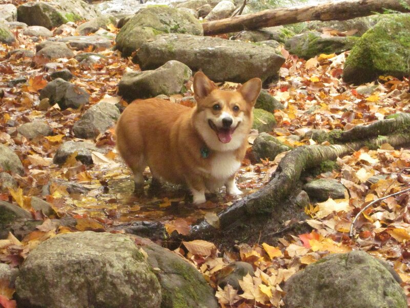 Corgi in Stream