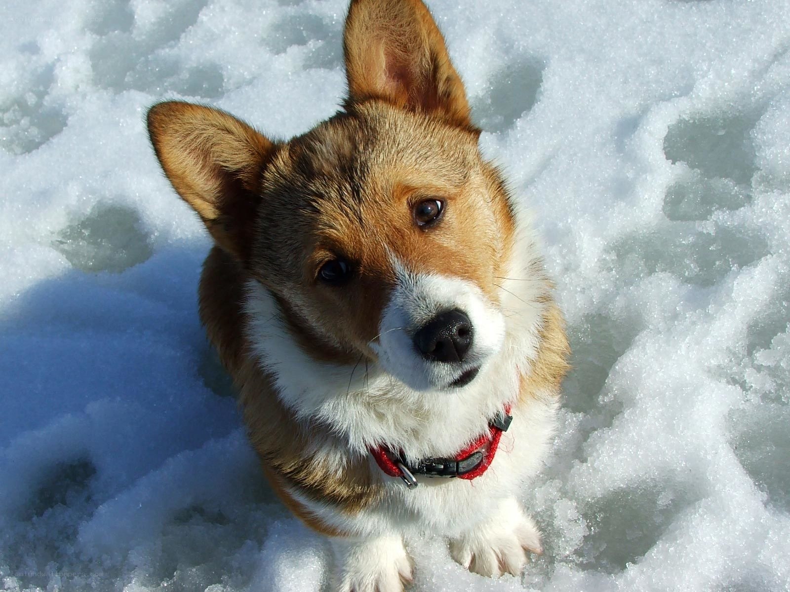 Corgi in the snow